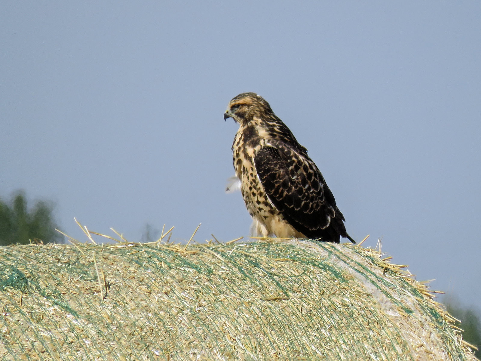 Swainson's Hawk watching for its next snack