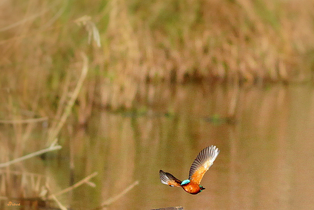 Martin-Pêcheur