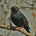 Sparkling Starling!