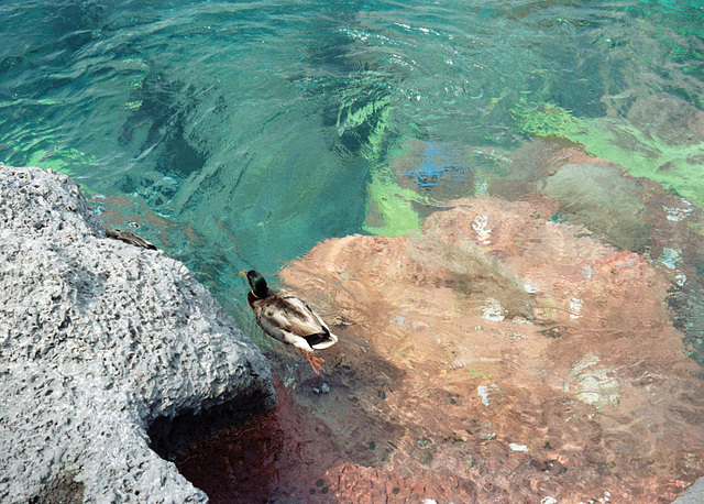 Disney World, Orlando, June 1981.