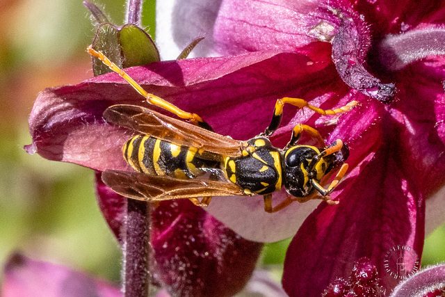 Kahle Wespenschwebfliege (Chrysotoxum intermedium)