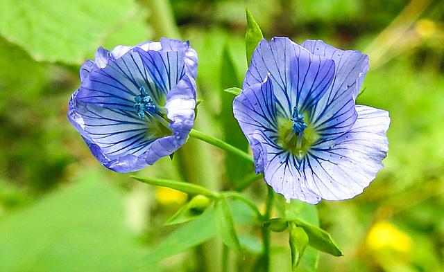 20210830 2623CPw [D~LIP] Flachs (Linum usitatissimum), Bad Salzuflen