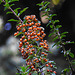 20210926 2900CPw [D~LIP] Mittelmeer-Feuerdorn (Pyracantha coccinea), Bad Salzuflen