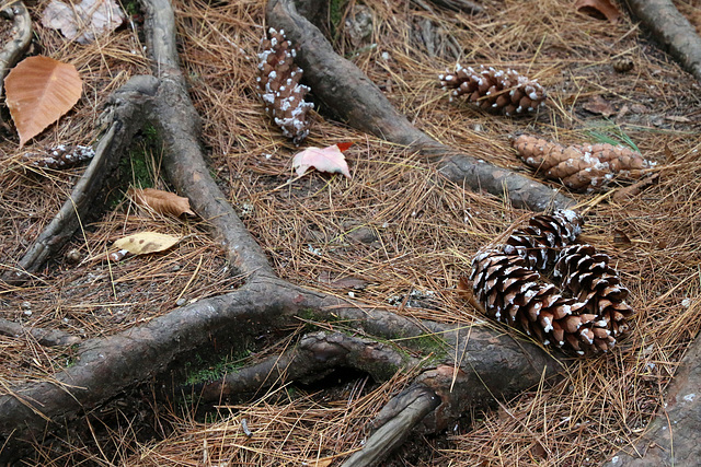 Pinecones and roots