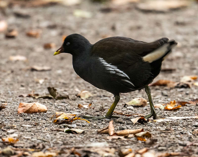 Moorhen