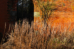 Formal garden in Winter