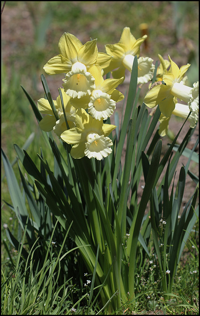 Narcisse trompette