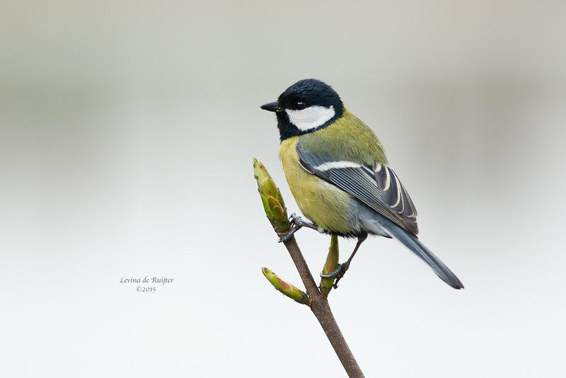 Great Tit / Koolmees (Parus major)