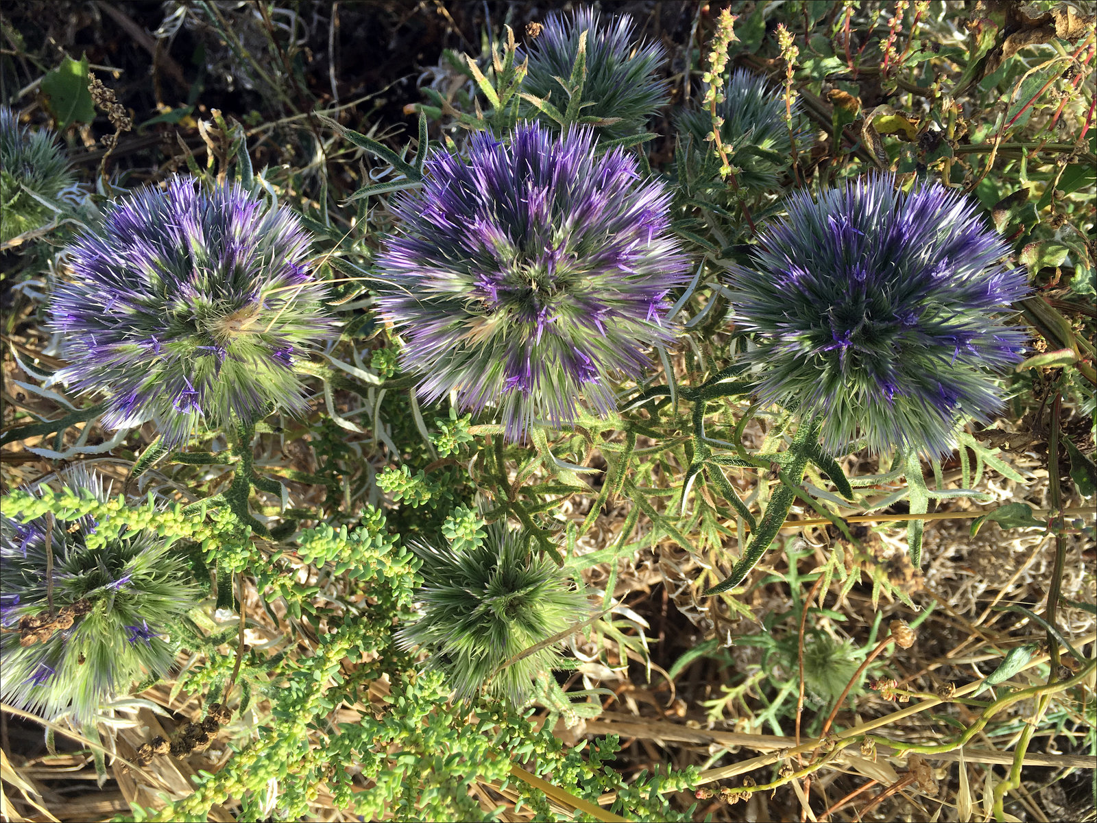 Echinops strigosus L..