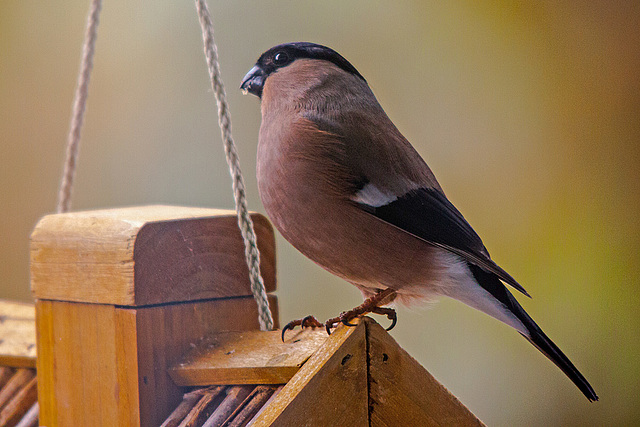 20150330 3592RTw [D~RI] Gimpel (Pyrrhula pyrrhula) ][Dompfaff], Rinteln