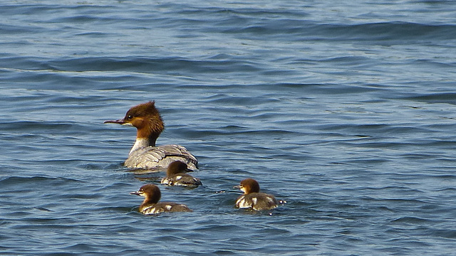 Gänsesäger