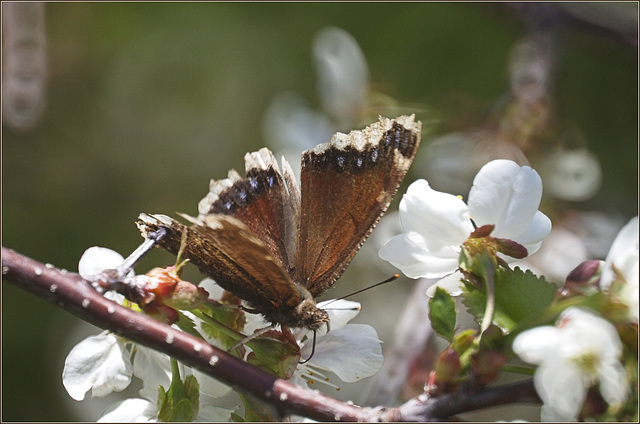 Mourning cloak