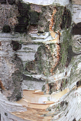 Birch bark