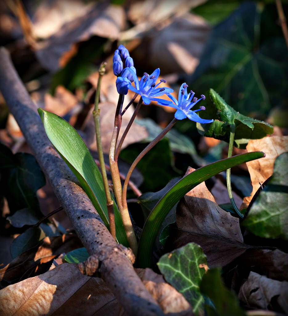 Erstes Blau