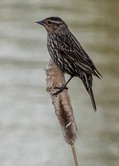 Mme Red-winged Blackbird