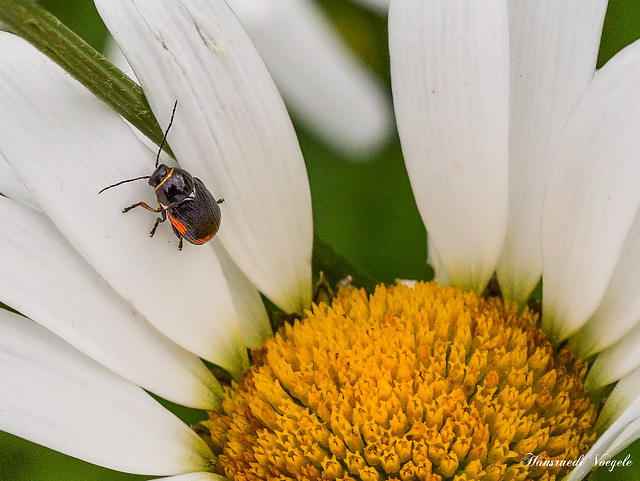 Margerite mit Kleinem Käfer