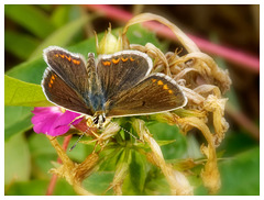 Polyommatus bellargus