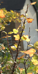 Touches Of Autumn