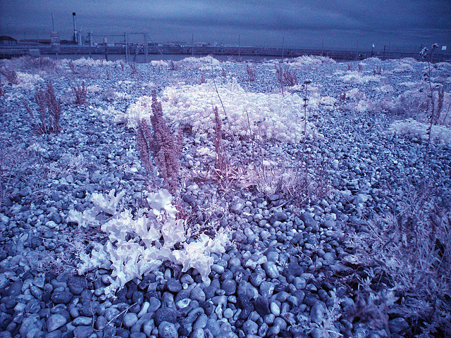 Shingle ecosystem