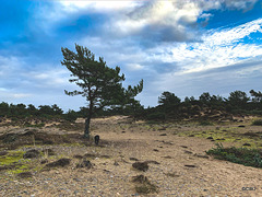 The Moray Coastal Trail - Findhorn Beach and sand dunes section