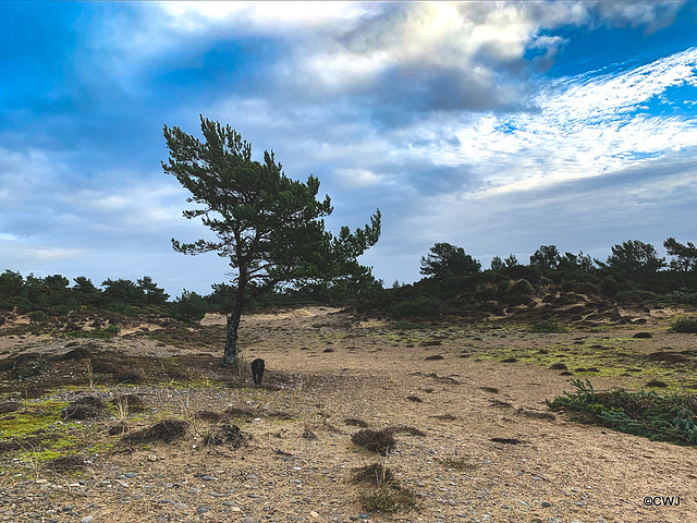 ipernity: The Moray Coastal Trail - Findhorn Beach and sand dunes ...