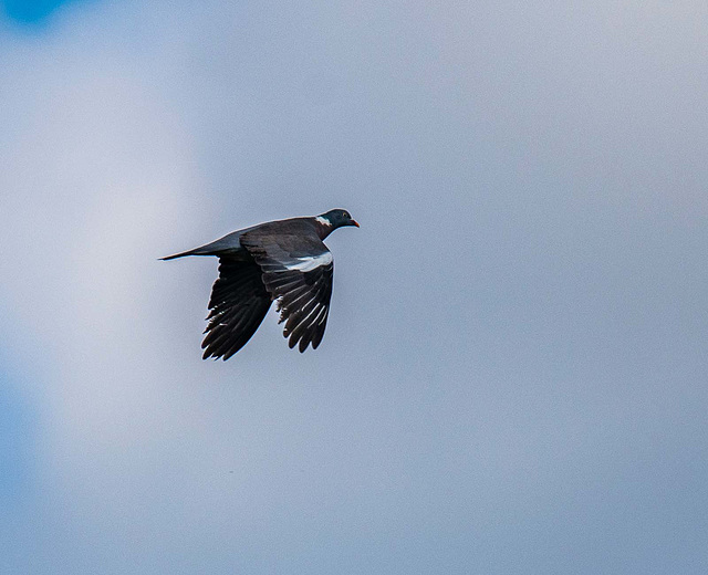 Wood pigeon in flight