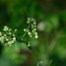 DSCF7531