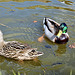 Ducks on the Shropshire Union canal