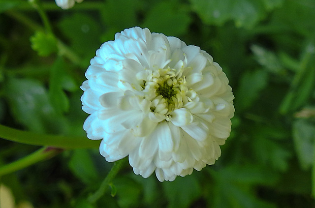 20210726 2037CPw [D~LIP] Mutterkraut (Tanacetum parthenium), Bad Salzuflen