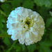 20210726 2037CPw [D~LIP] Mutterkraut (Tanacetum parthenium), Bad Salzuflen