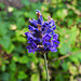 20210926 2901CPw [D~LIP] Lavendel (Lavandula angustifolia), Bad Salzuflen