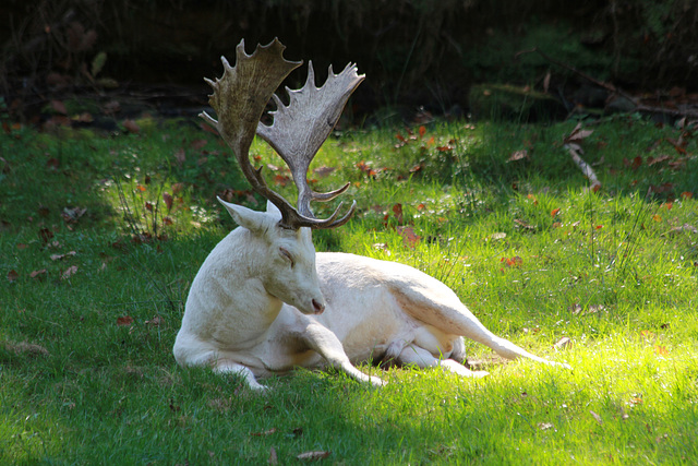 Weißer Damhirsch