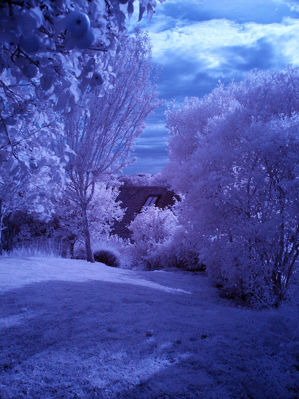 Next door's garden