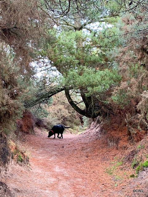 The Moray Coastal Trail - Findhorn Beach and sand dunes section