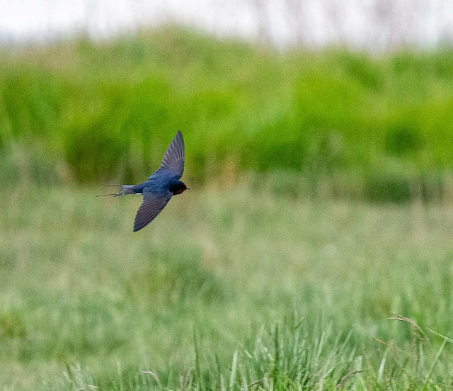 Swallow in flight