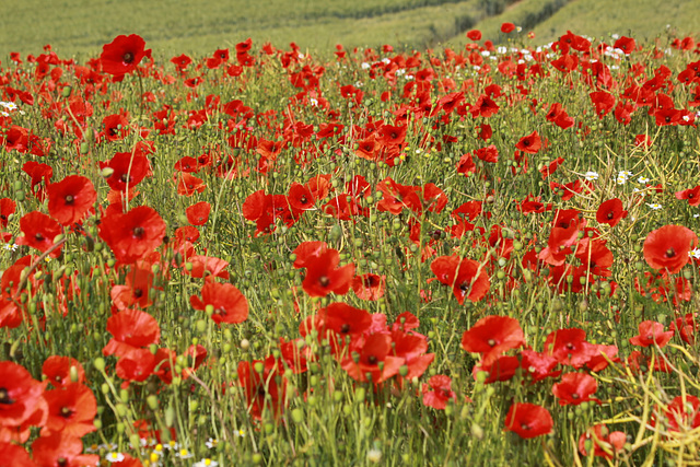 Coquelicots