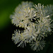 DSCF7796