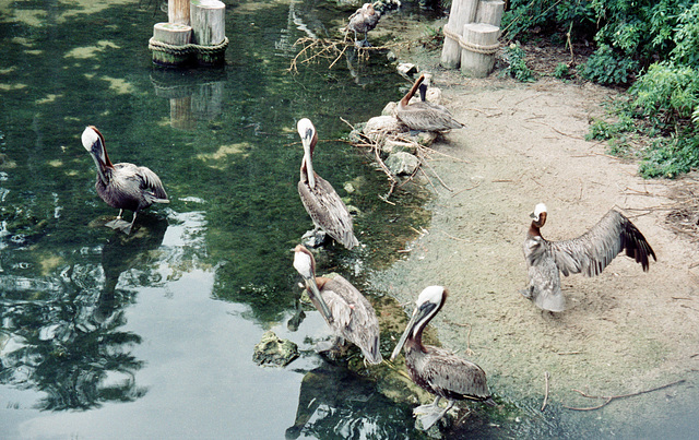 Disney World, Orlando, June 1981.