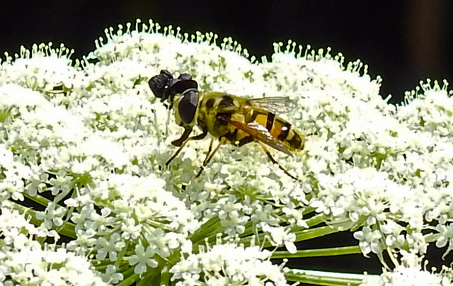 20210727 2039CPw [D~LIP] Totenkopf-Schwebfliege (Myathropa florea), Möhre (Daucus carota), Bad Salzuflen