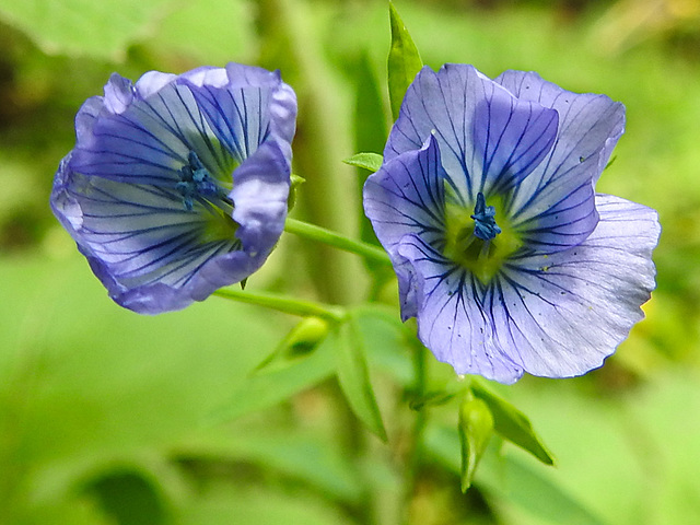 20210830 2626CPw [D~LIP] Flachs (Linum usitatissimum), Bad Salzuflen