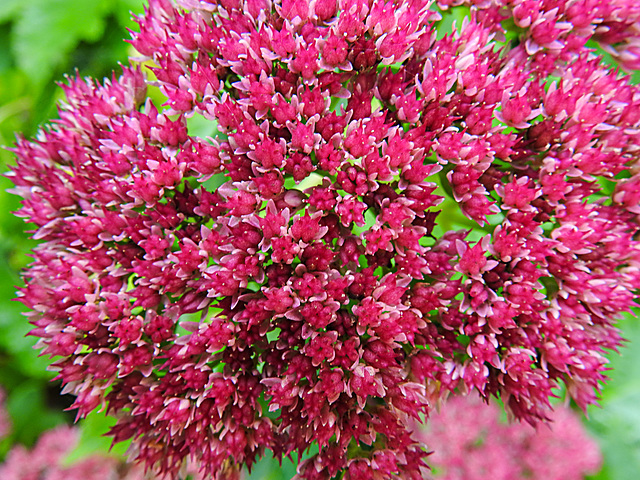20210926 2902CPw [D~LIP] Fetthenne (Sedum 'Herbstfreude'), Bad Salzuflen