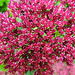 20210926 2902CPw [D~LIP] Fetthenne (Sedum 'Herbstfreude'), Bad Salzuflen