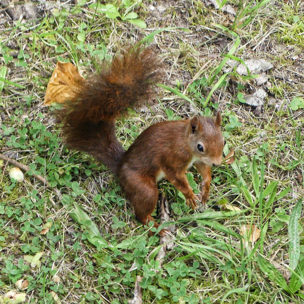 Squirrel