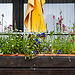 20220529 1105CPw [D~LIP] Balkonblumen, Bad Salzuflen