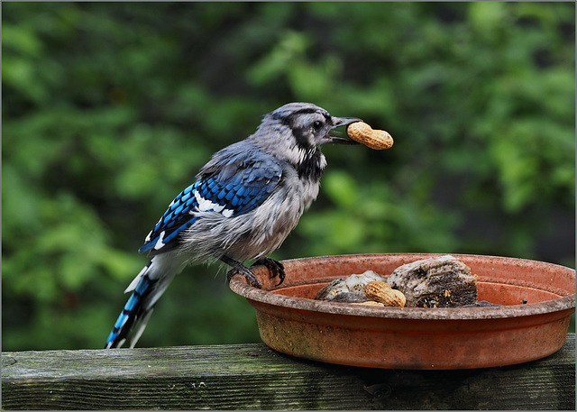 Wet-looking bluejay