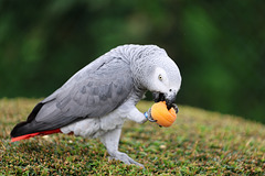 si je vous dis qu' il aime les abricots ....