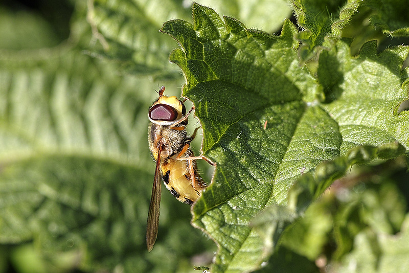 Wespen-Schwebfliege