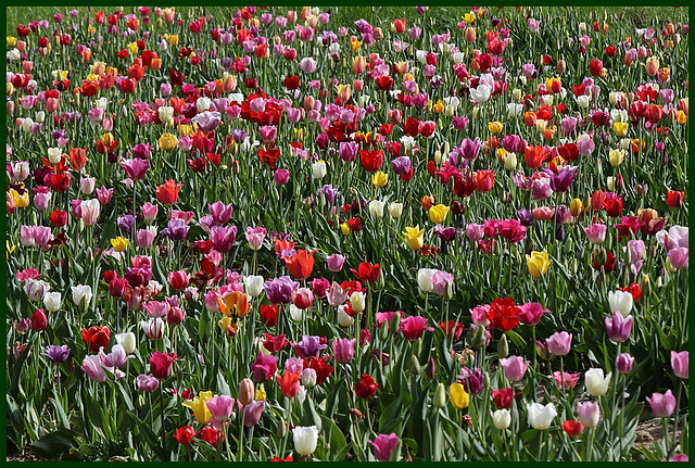pour vous mesdames, ce petit bouquet de tulipes .....for you ladies, this little bunch of tulips ....