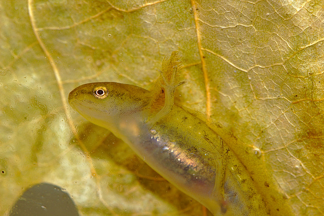 Newt tadpole IMG_1572