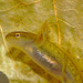 Newt tadpole IMG_1572